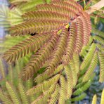 Albízia ružová (Albizia Julibrissin) ´OMBRELLA´® - výška 60-80 cm, kont. C5L